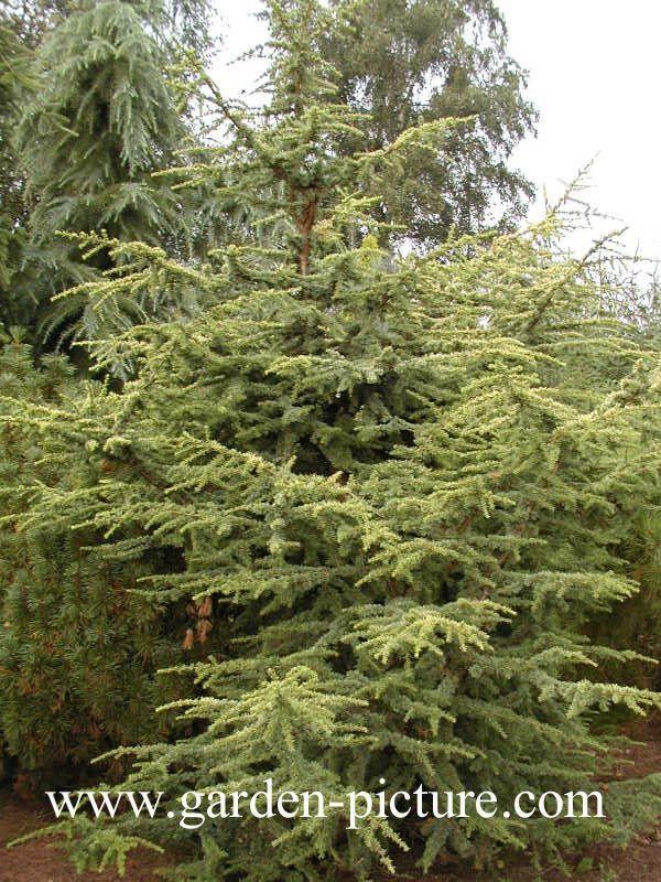Cedrus Atlantica Aurea - View 18 from www redcrocus com