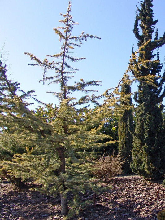 Cedrus Atlantica Aurea - View 1 from www redcrocus com