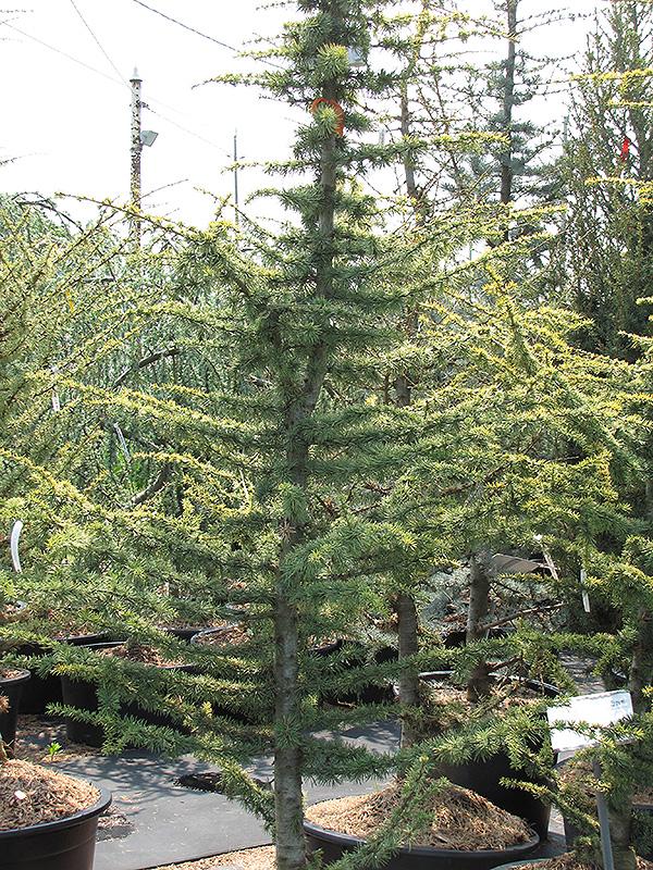 Cedrus Atlantica Aurea - View 3 from www redcrocus com