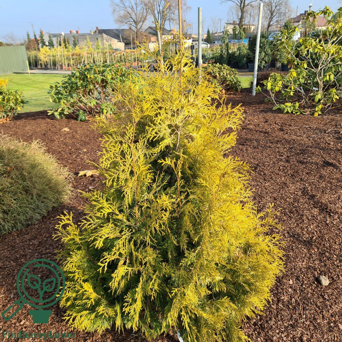 Thuja Occidentalis Yellow Ribbon - View 16 from www redcrocus com