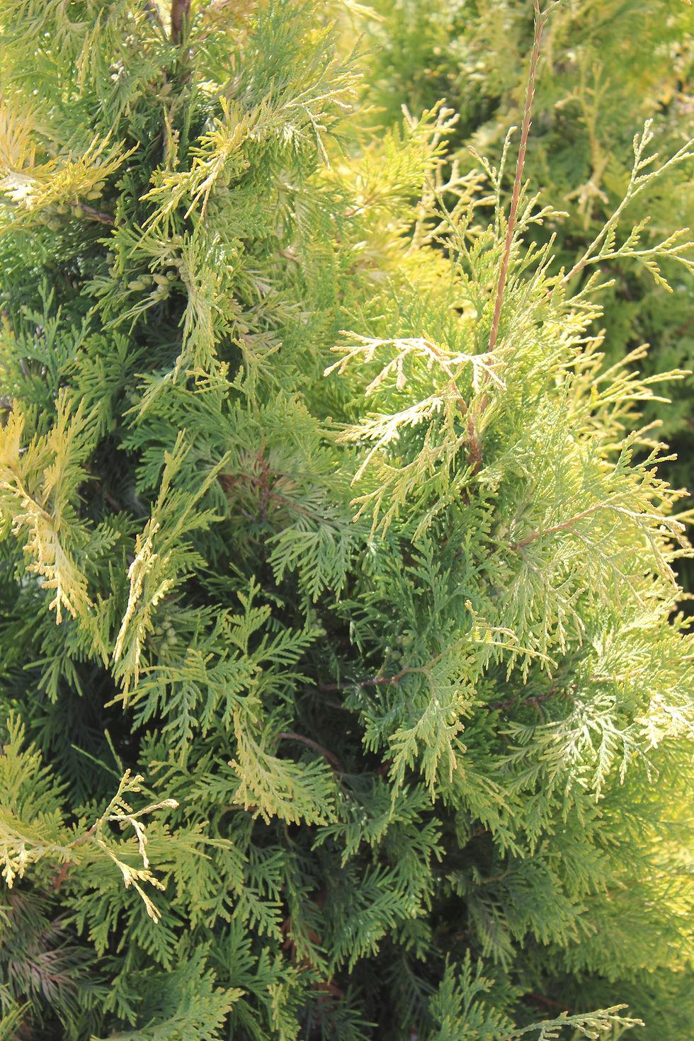 Thuja Occidentalis Yellow Ribbon - View 17 from www redcrocus com