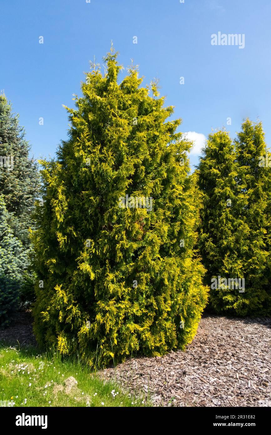 Thuja Occidentalis Yellow Ribbon - View 20 from www redcrocus com