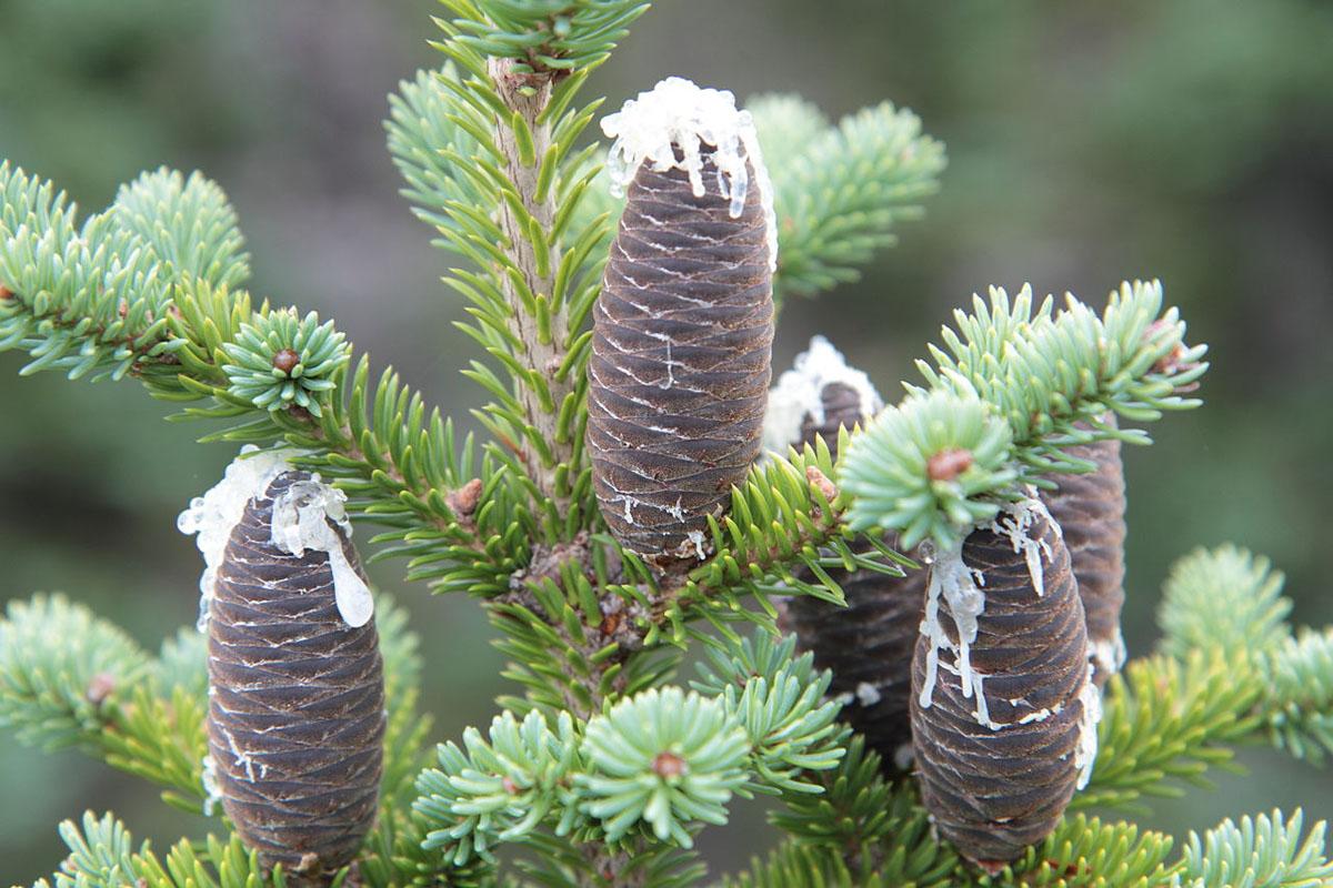Abies Balsamea - View 14 from www redcrocus com