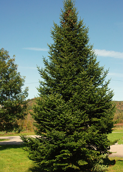 Abies Balsamea - View 4 from www redcrocus com