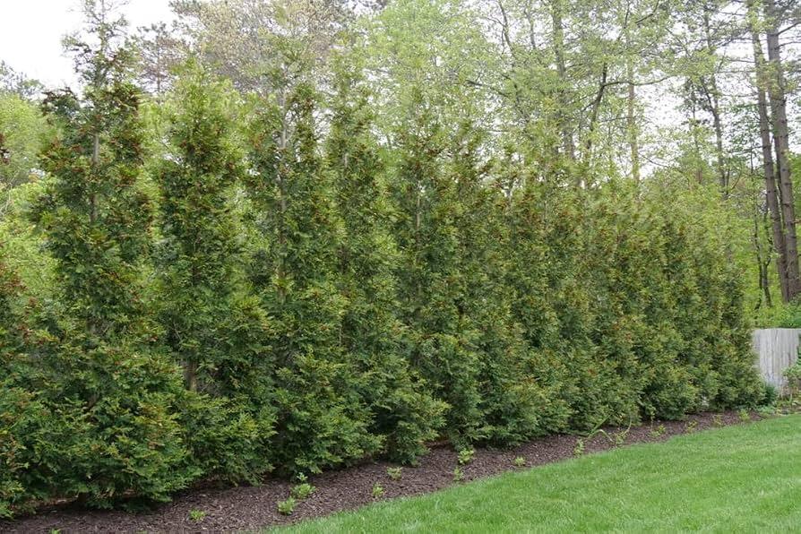 Thuja Occidentalis 'american Pillar' - View 22 from www redcrocus com