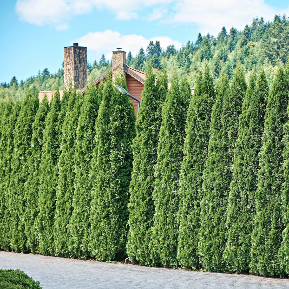 Thuja Occidentalis 'american Pillar' - View 2 from www redcrocus com