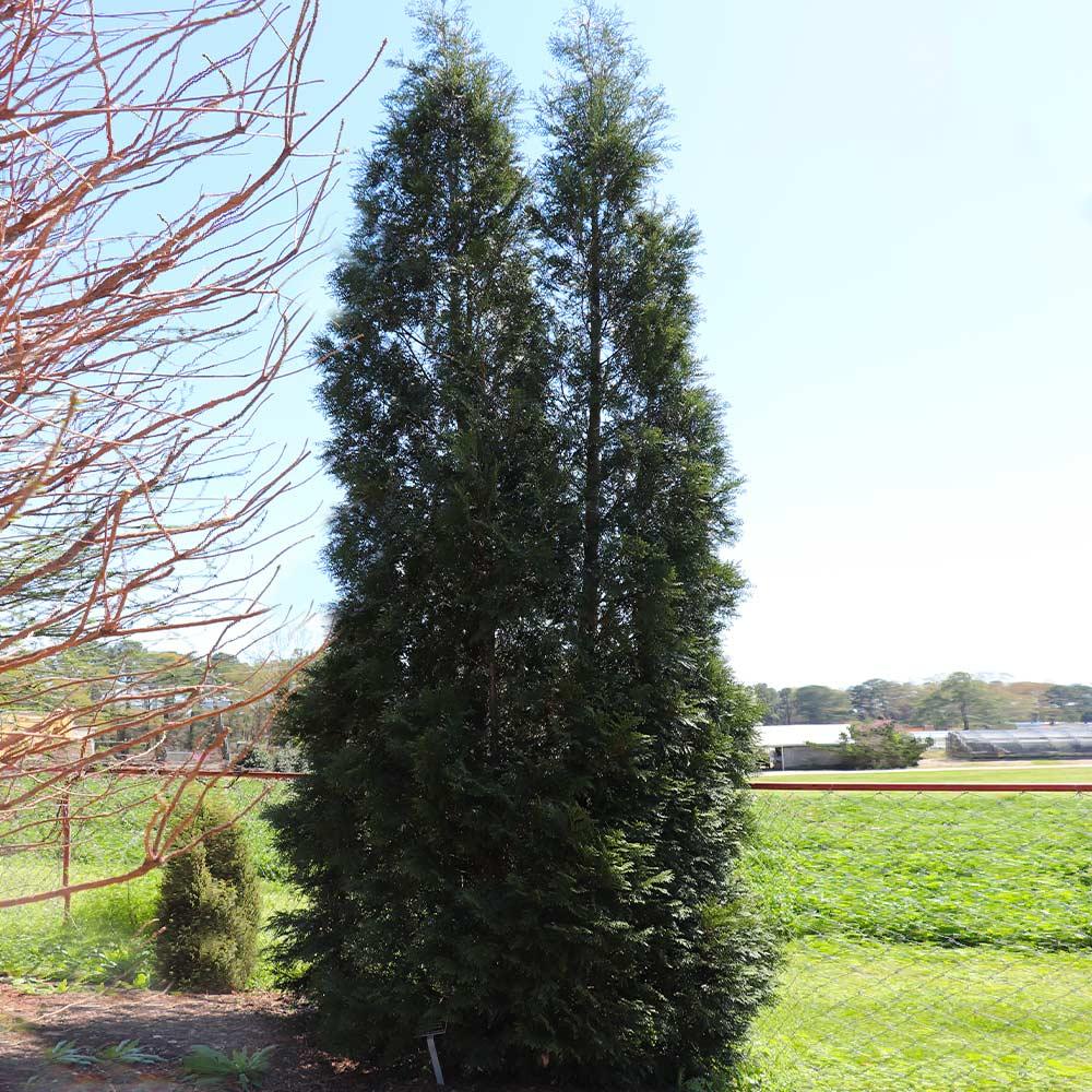 Thuja Occidentalis 'american Pillar' - View 37 from www redcrocus com