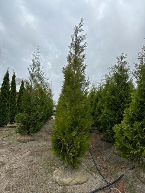 Thuja Occidentalis 'american Pillar' - View 40 from www redcrocus com