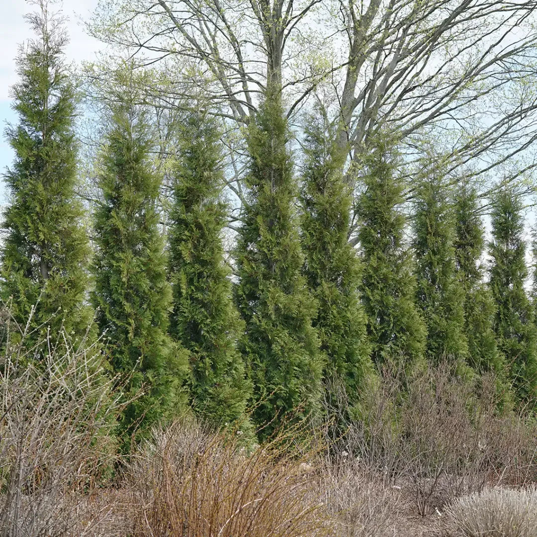 Thuja Occidentalis 'american Pillar' - View 8 from www redcrocus com