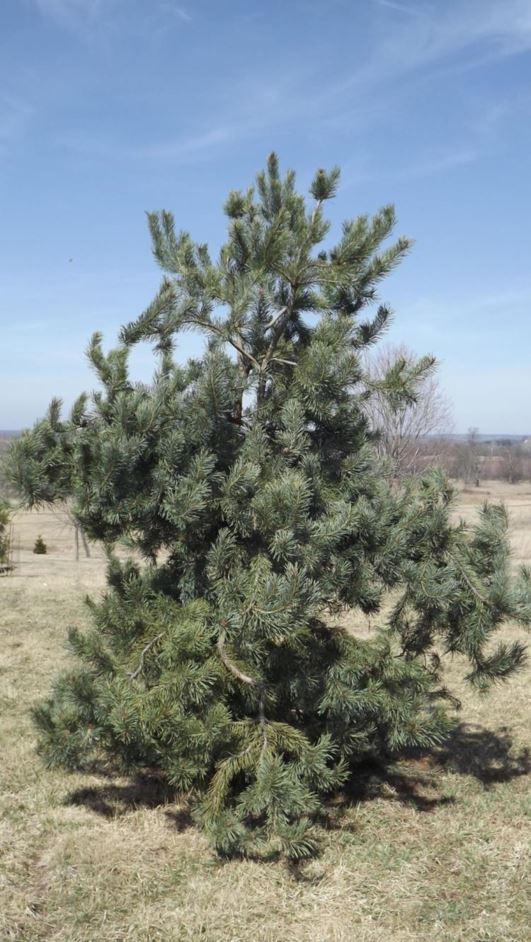 Pinus Sylvestris Bonna Pompom - View 10 from www redcrocus com