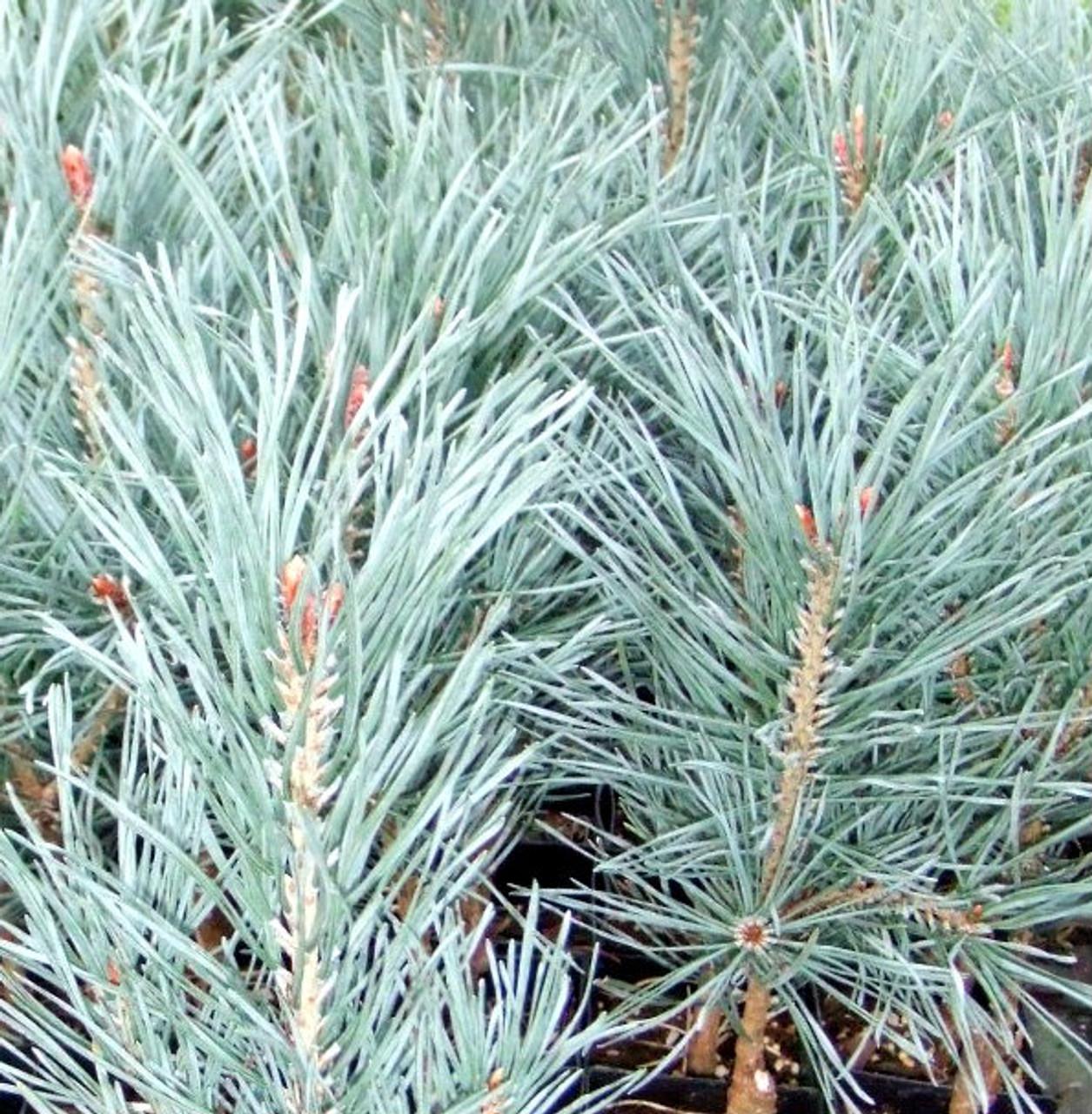 Pinus Sylvestris Bonna Pompom - View 11 from www redcrocus com