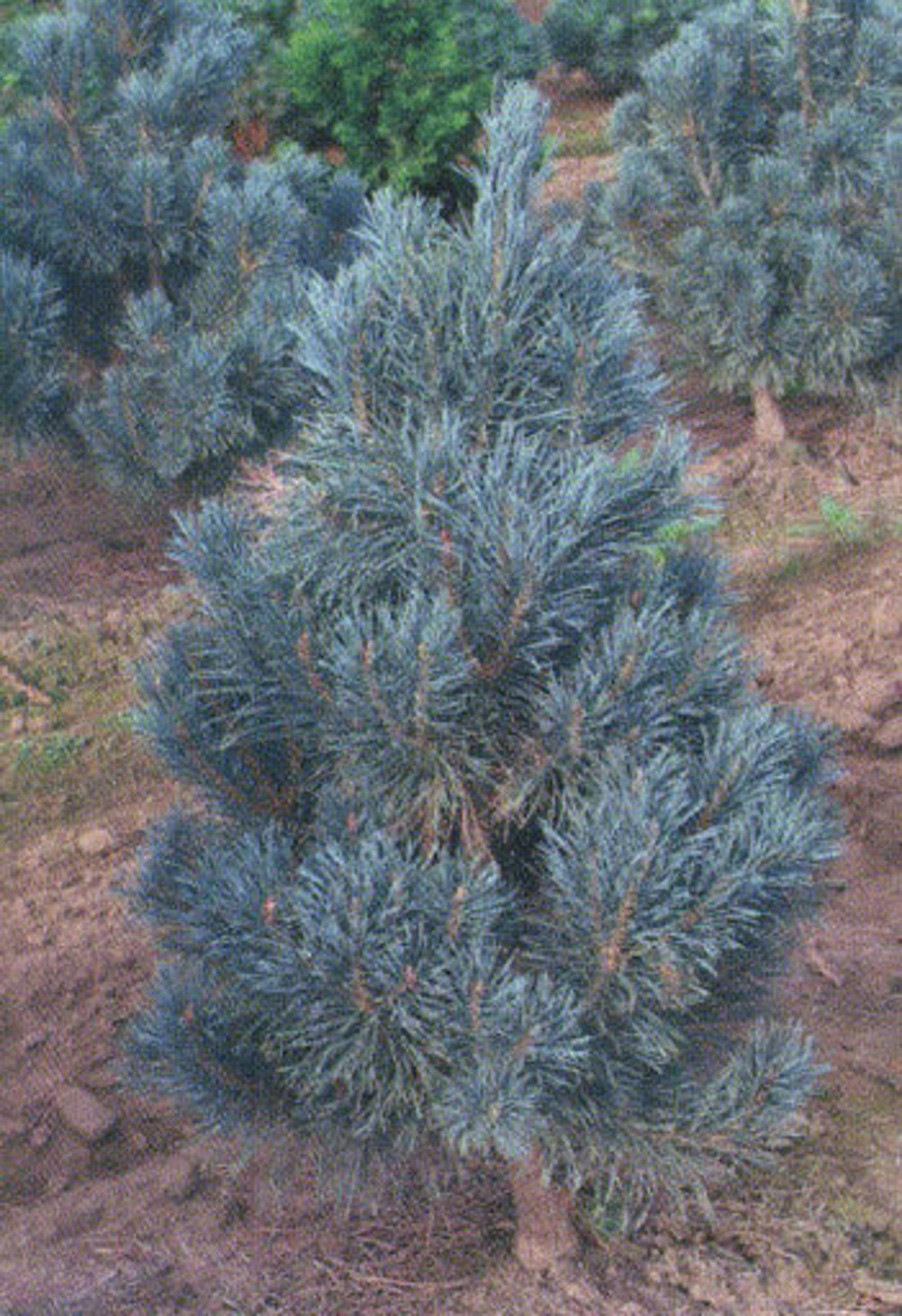 Pinus Sylvestris Bonna Pompom - View 13 from www redcrocus com