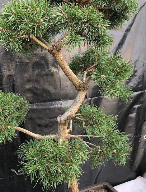 Pinus Sylvestris Bonna Pompom - View 15 from www redcrocus com