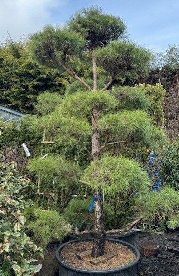 Pinus Sylvestris Bonna Pompom - View 17 from www redcrocus com