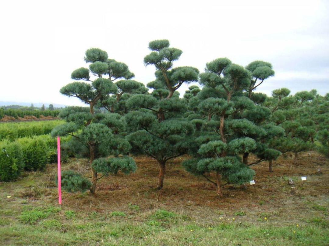 Pinus Sylvestris Bonna Pompom - View 19 from www redcrocus com