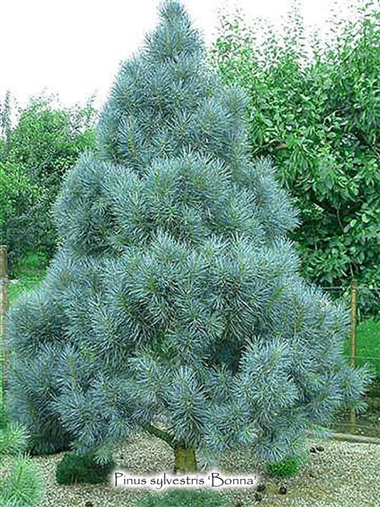 Pinus Sylvestris Bonna Pompom - View 1 from www redcrocus com