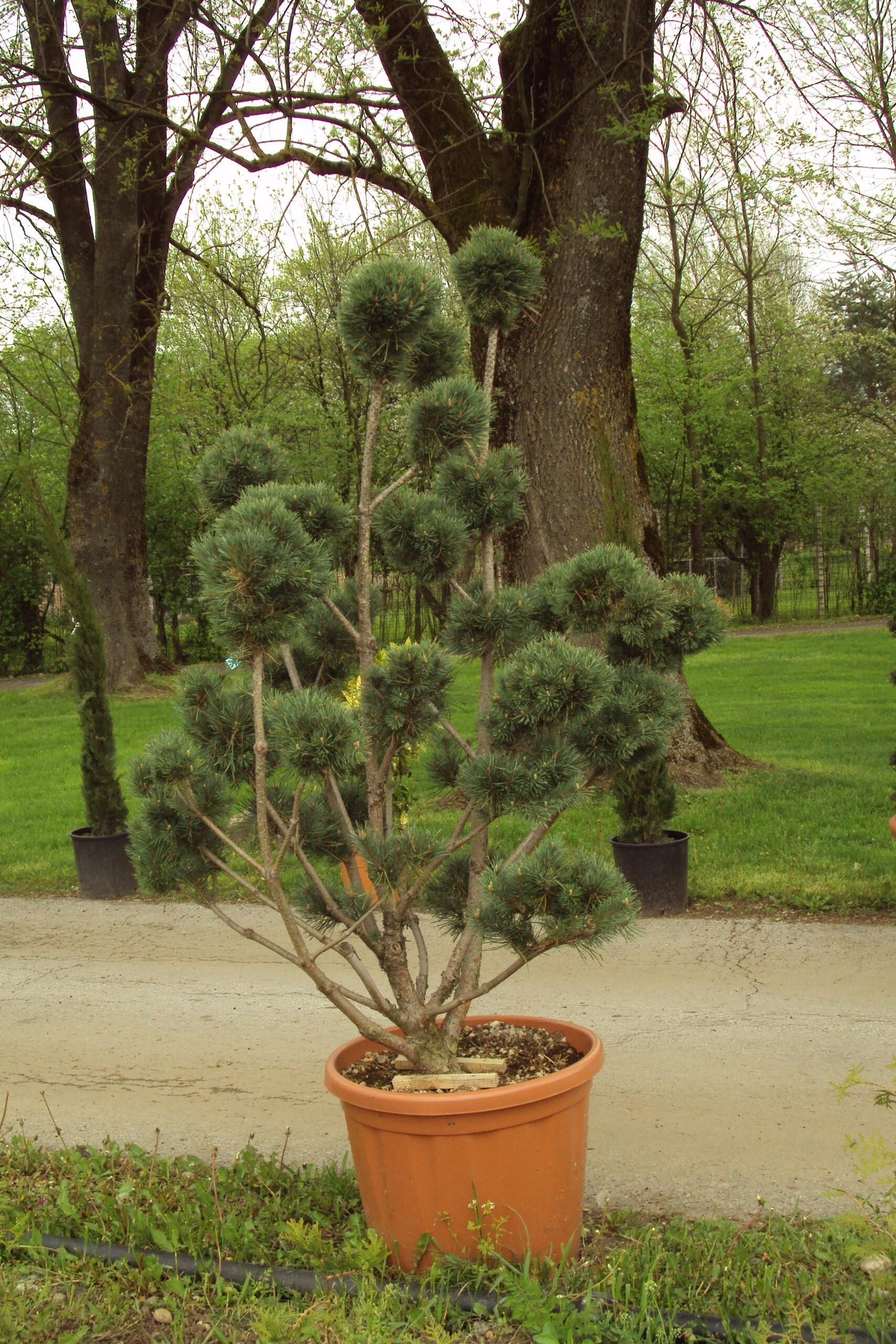 Pinus Sylvestris Bonna Pompom - View 20 from www redcrocus com