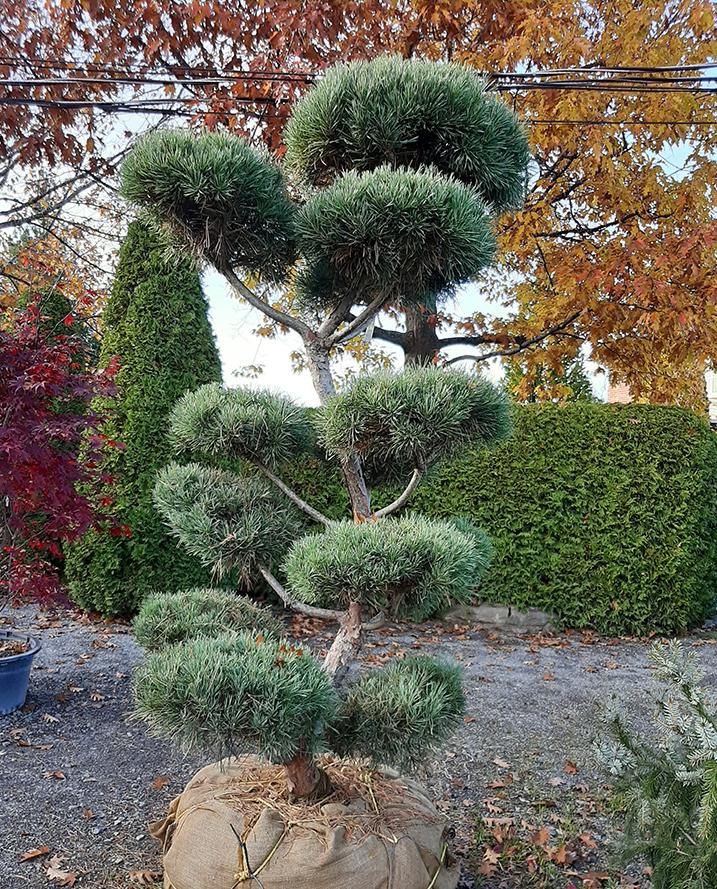 Pinus Sylvestris Bonna Pompom - View 2 from www redcrocus com