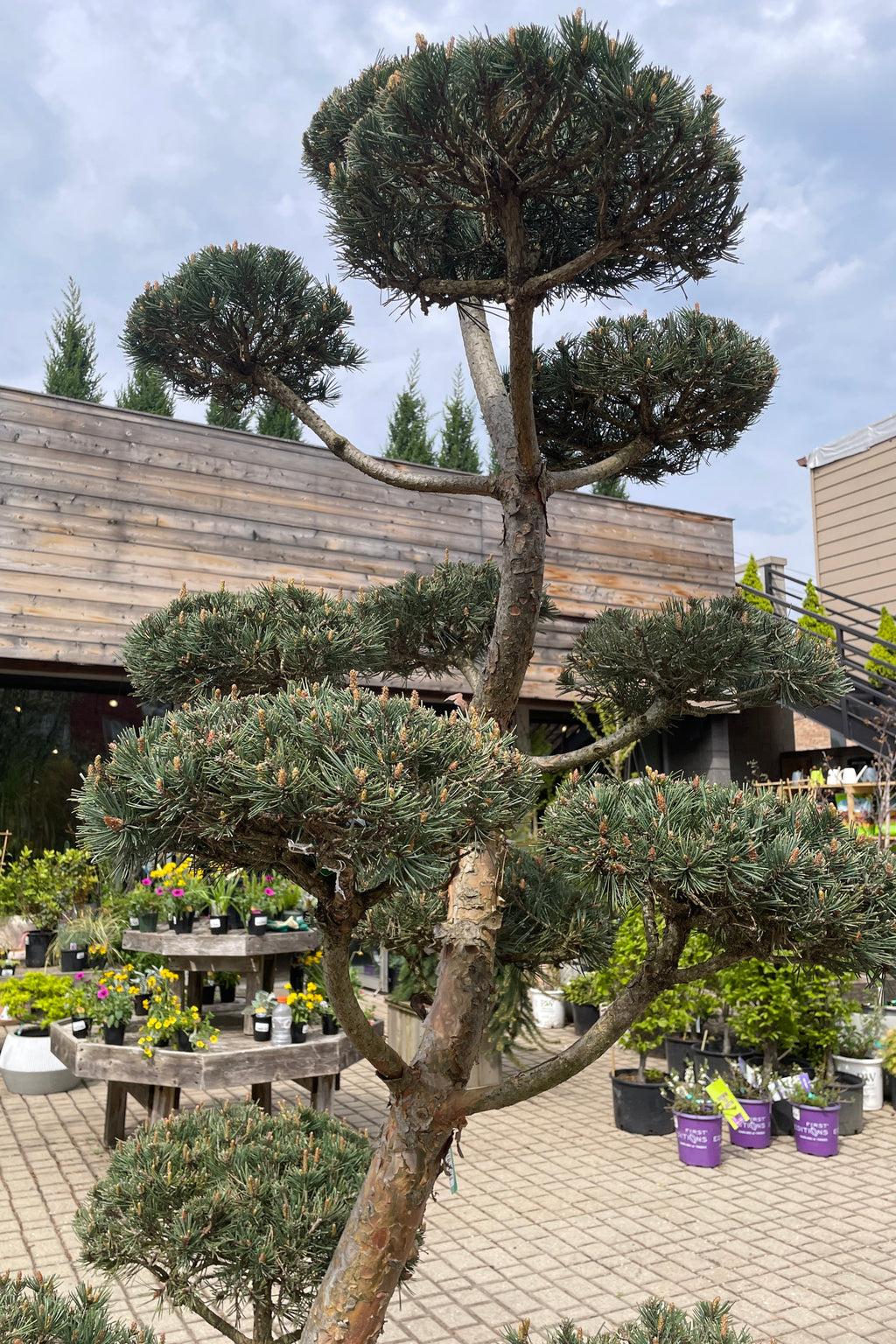Pinus Sylvestris Bonna Pompom - View 3 from www redcrocus com