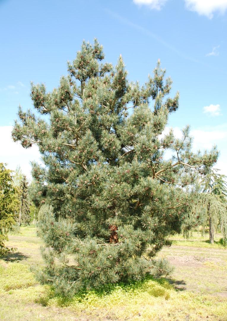 Pinus Sylvestris Bonna Pompom - View 4 from www redcrocus com