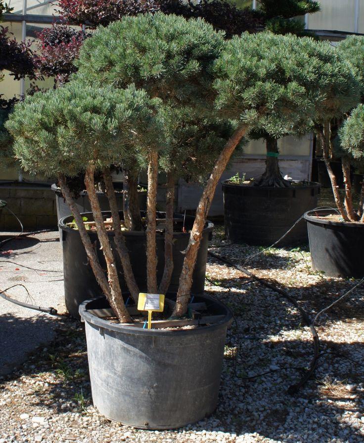 Pinus Sylvestris Bonna Pompom - View 7 from www redcrocus com