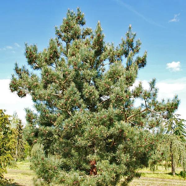 Pinus Sylvestris Bonna Pompom - View 8 from www redcrocus com
