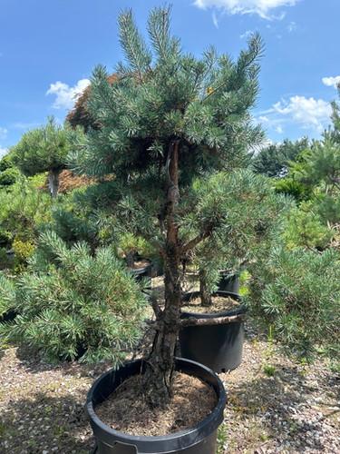 Pinus Sylvestris Bonna Pompom - View 9 from www redcrocus com