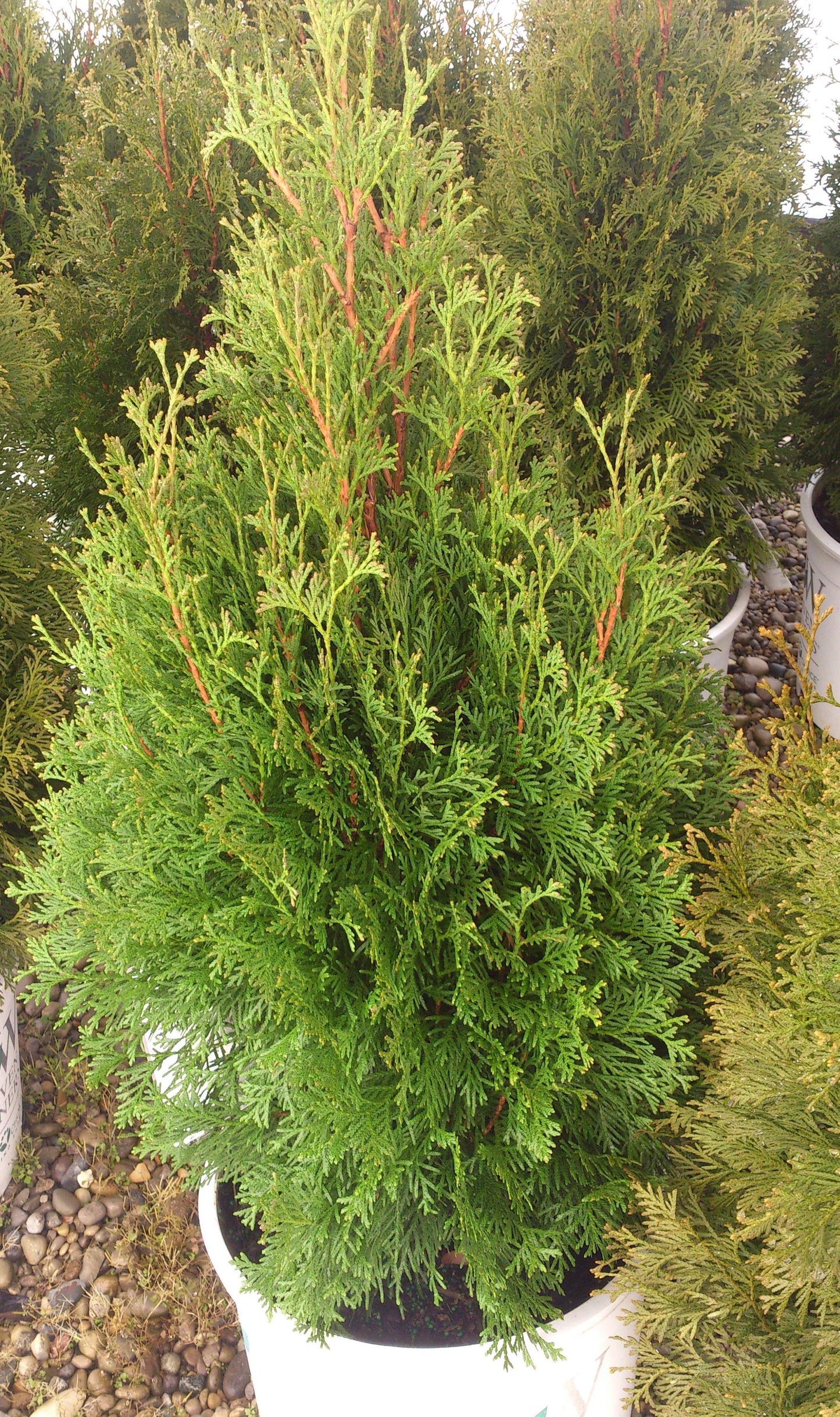 Thuja Occidentalis North Pole - View 12 from www redcrocus com