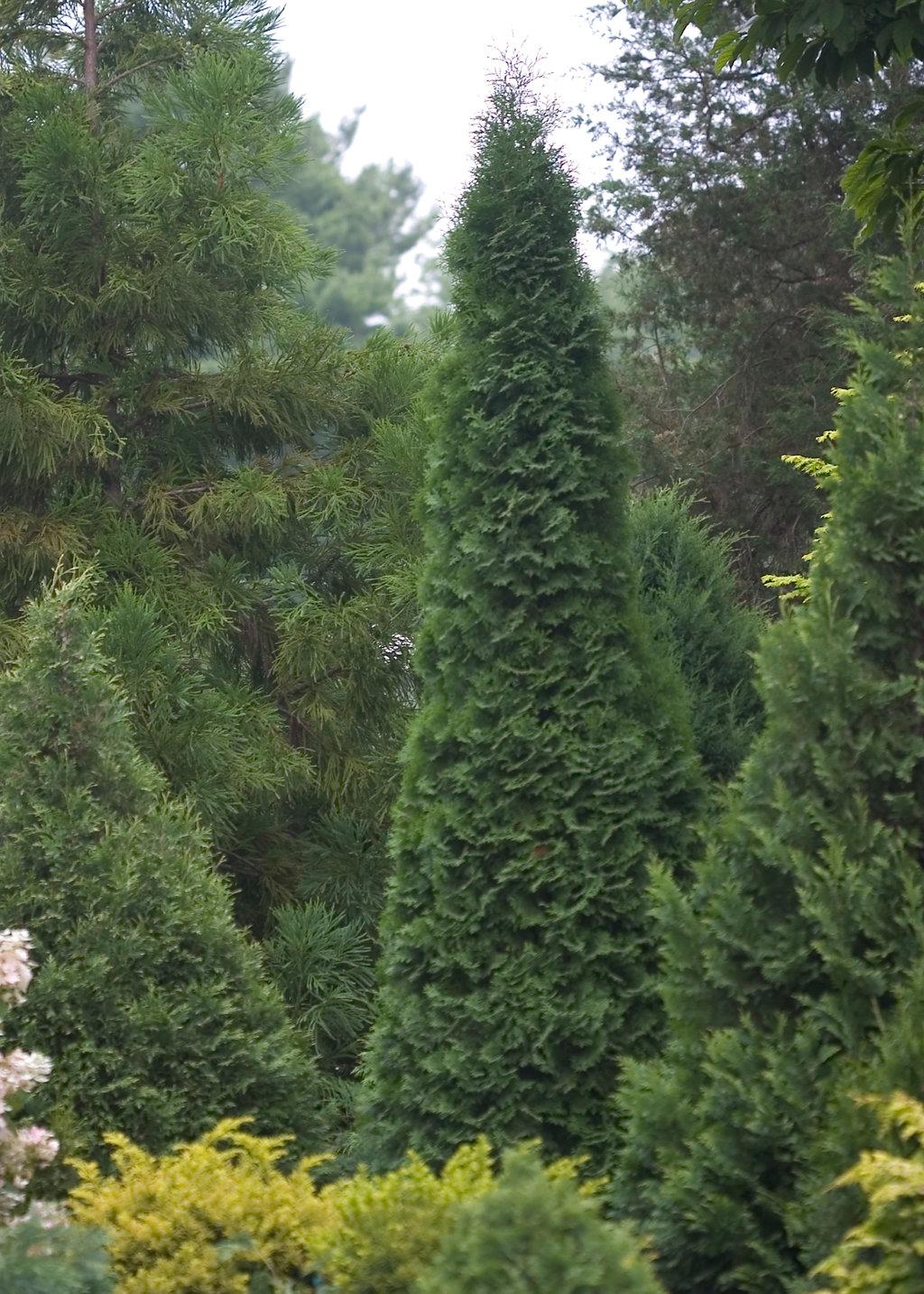 Thuja Occidentalis North Pole - View 1 from www redcrocus com