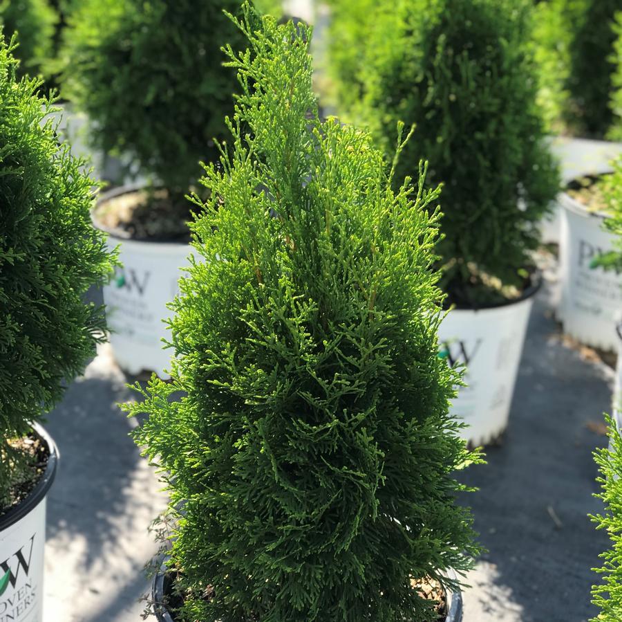Thuja Occidentalis North Pole - View 4 from www redcrocus com