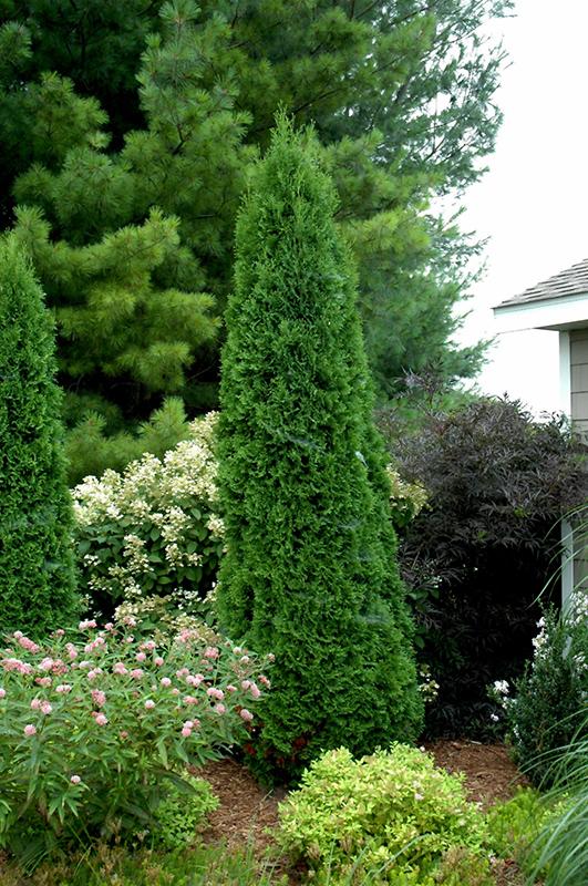 Thuja Occidentalis North Pole - View 8 from www redcrocus com