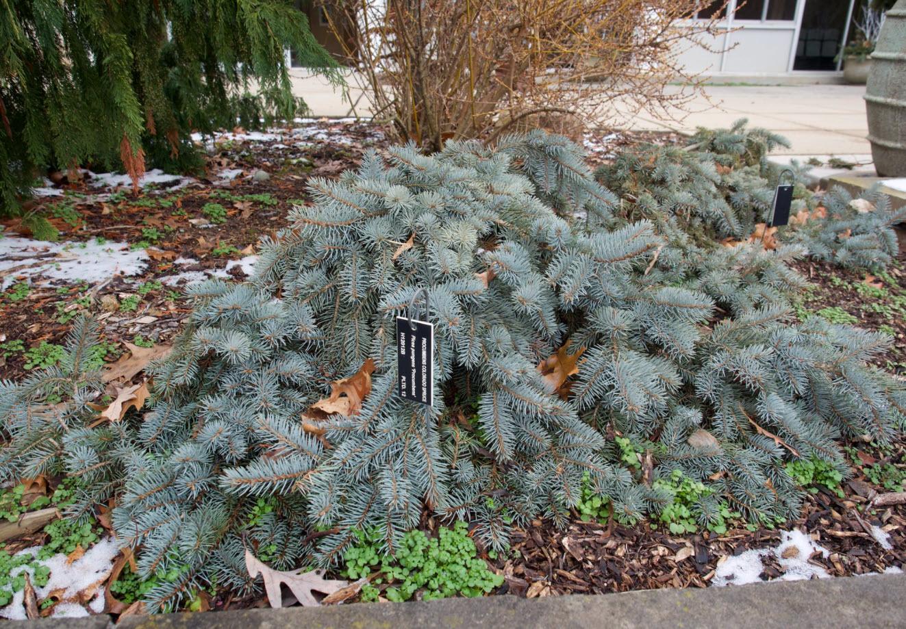 Picea Pungens 'procumbens' - View 11 from www redcrocus com