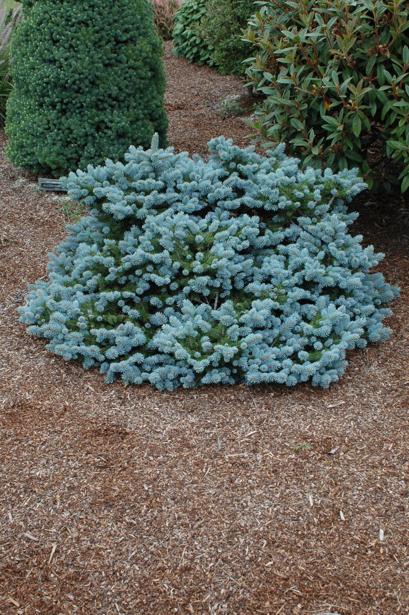 Picea Pungens 'procumbens' - View 12 from www redcrocus com