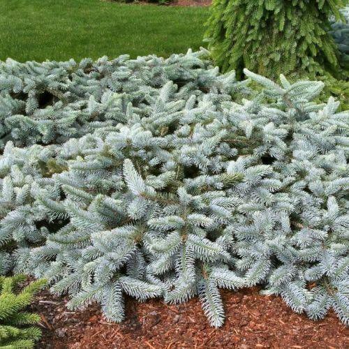 Picea Pungens 'procumbens' - View 13 from www redcrocus com