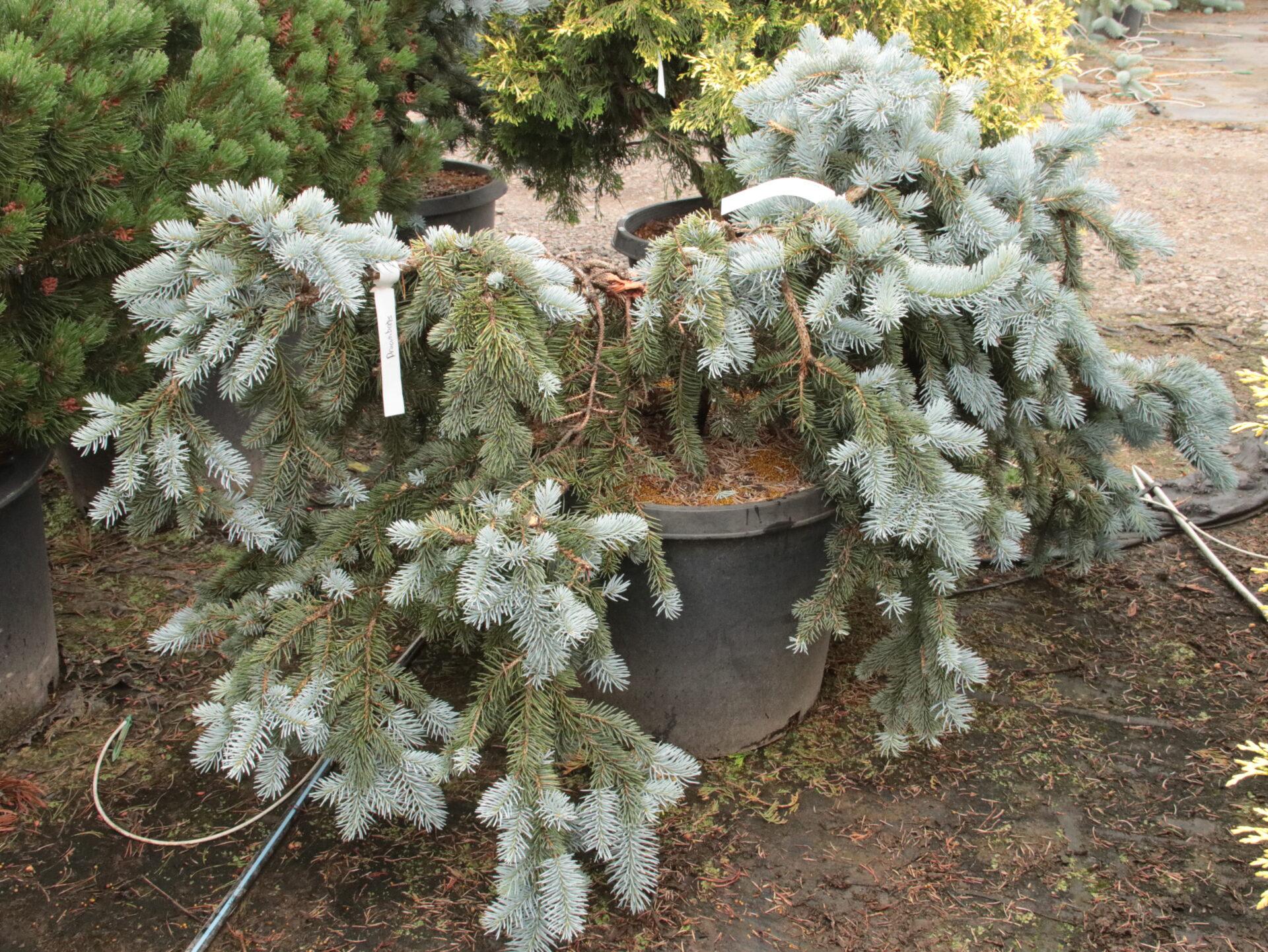 Picea Pungens 'procumbens' - View 16 from www redcrocus com