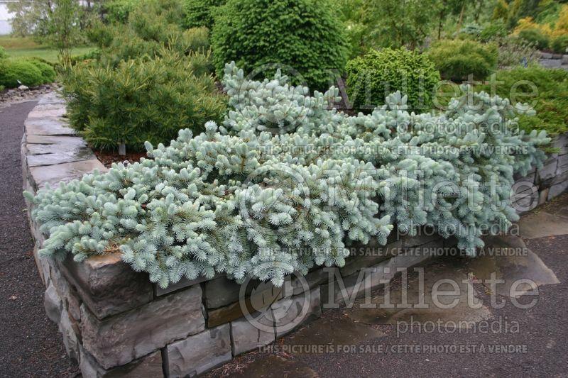 Picea Pungens 'procumbens' - View 18 from www redcrocus com