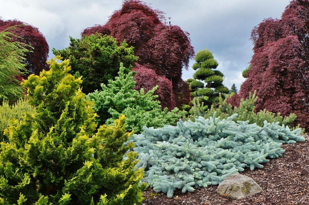 Picea Pungens 'procumbens' - View 19 from www redcrocus com