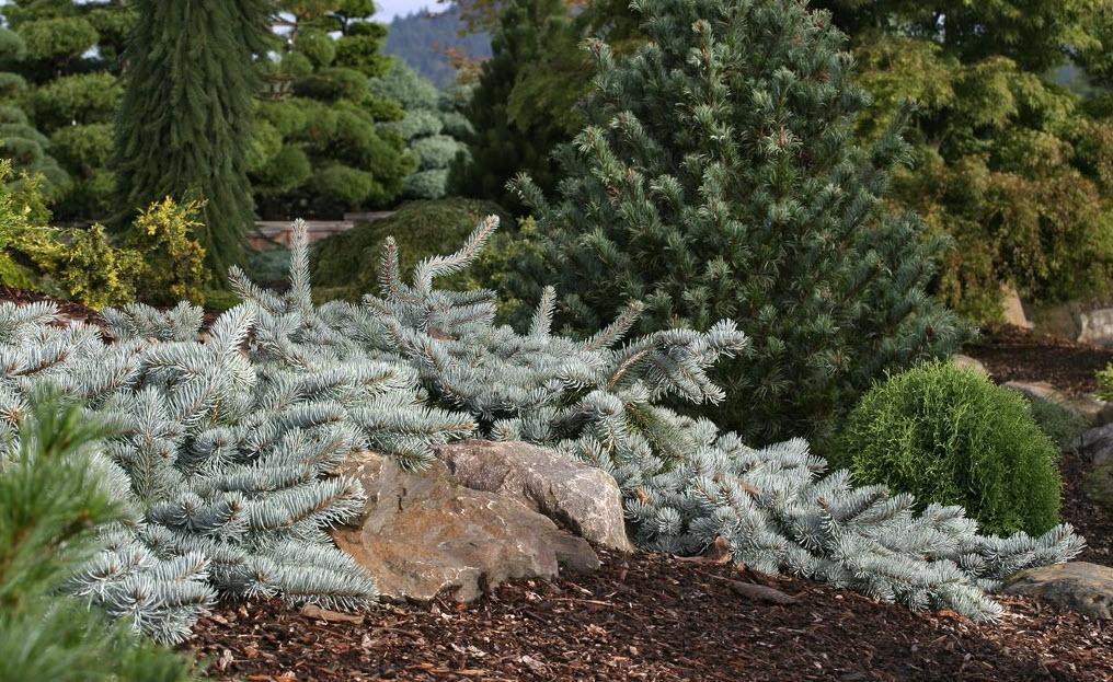 Picea Pungens 'procumbens' - View 1 from www redcrocus com