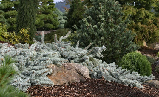 Picea Pungens 'procumbens' - View 1 from www redcrocus com