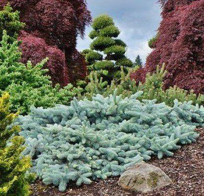 Picea Pungens 'procumbens' - View 20 from www redcrocus com