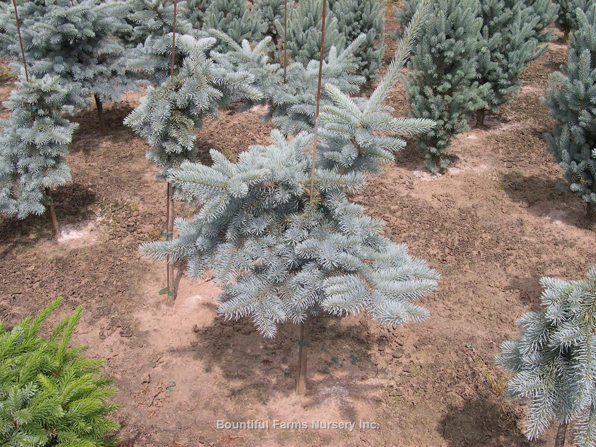 Picea Pungens 'procumbens' - View 21 from www redcrocus com