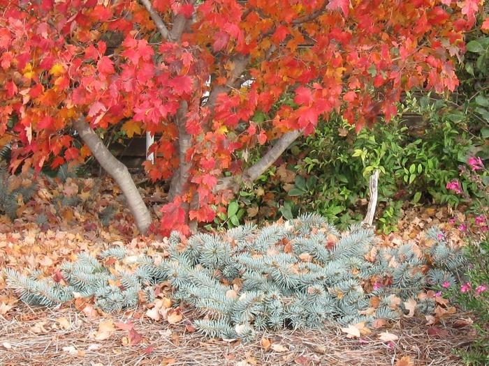 Picea Pungens 'procumbens' - View 22 from www redcrocus com