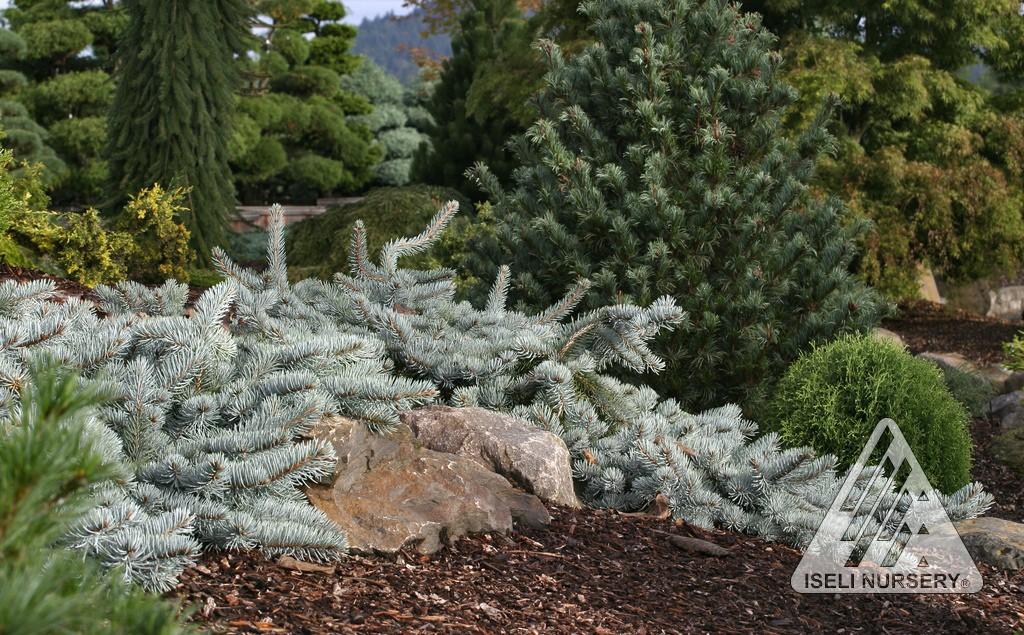 Picea Pungens 'procumbens' - View 25 from www redcrocus com