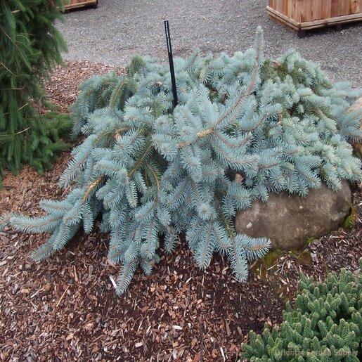 Picea Pungens 'procumbens' - View 26 from www redcrocus com