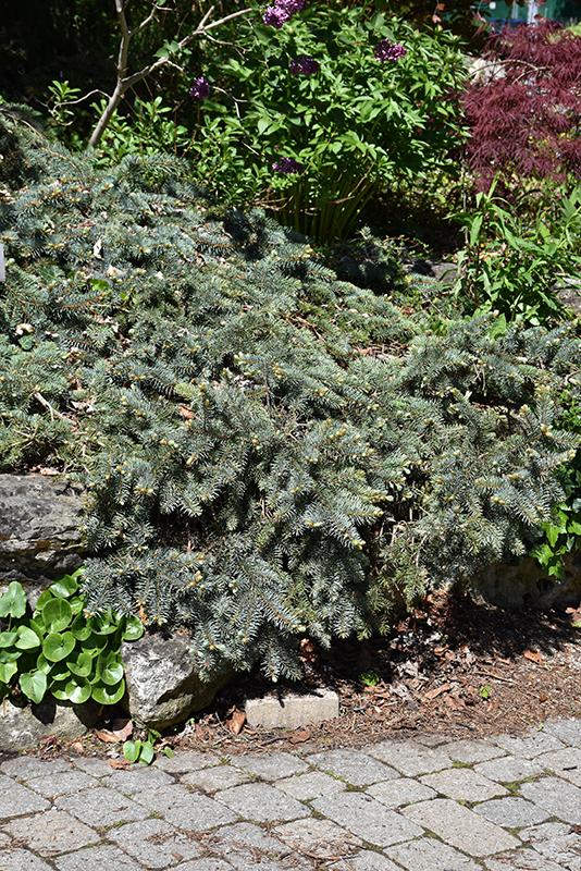 Picea Pungens 'procumbens' - View 27 from www redcrocus com