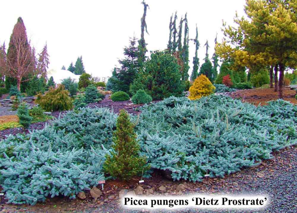 Picea Pungens 'procumbens' - View 28 from www redcrocus com