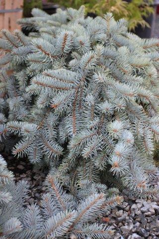 Picea Pungens 'procumbens' - View 29 from www redcrocus com