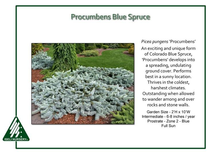 Picea Pungens 'procumbens' - View 2 from www redcrocus com