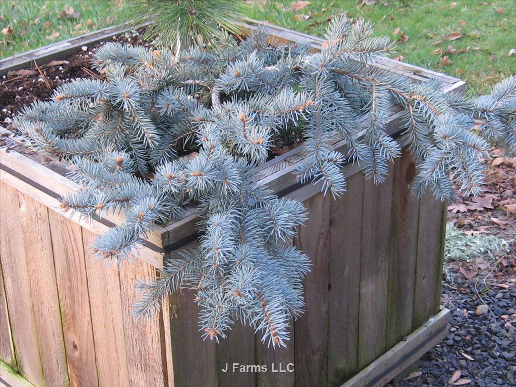 Picea Pungens 'procumbens' - View 30 from www redcrocus com