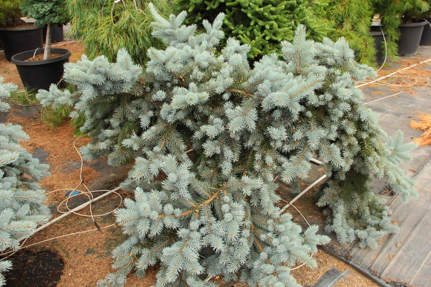 Picea Pungens 'procumbens' - View 33 from www redcrocus com